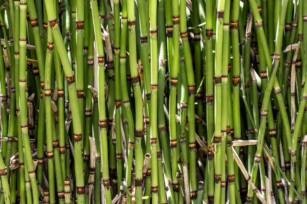 Forêt bambou